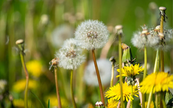 Dandelion