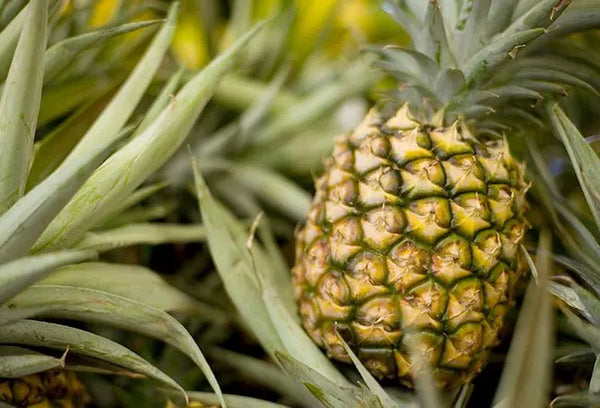 Bromelain